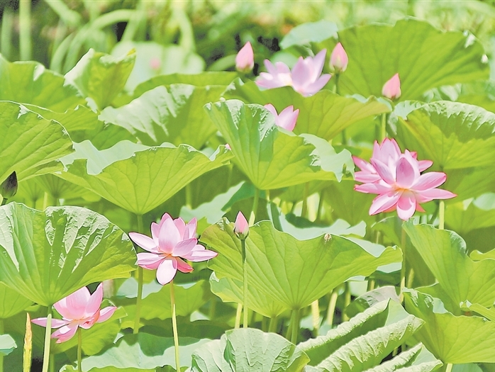 荷花绽放 夏意满塘
