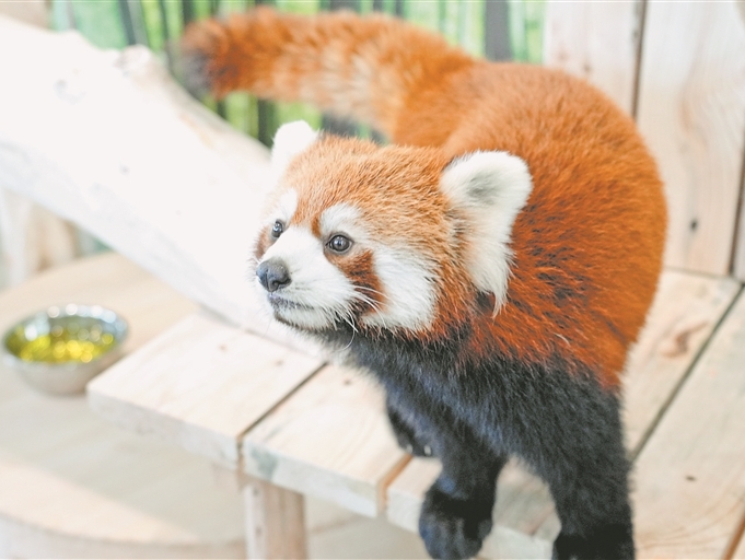 来极地公园 打卡小熊猫体验馆
