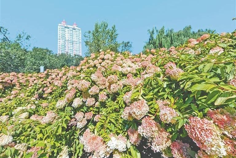 红色绣球 扮靓秋日
